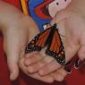 12 butterfly