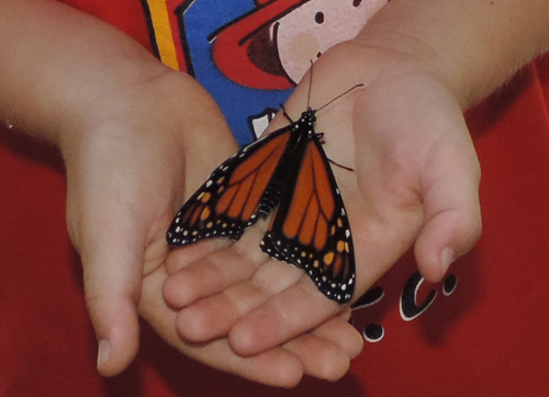 12 butterfly
