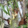 fly trap