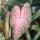 pink leaf
