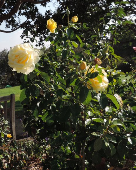 rose