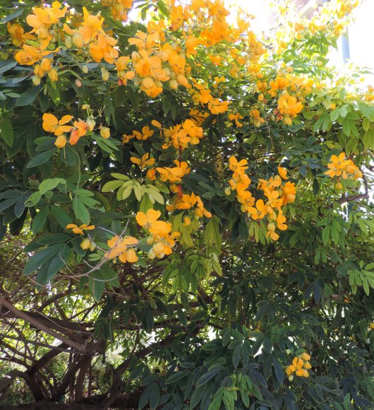 yellow flower tree