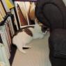 hiding cat