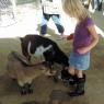 01 hannah goats
