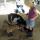01 hannah goats
