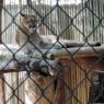 05 mountain lion