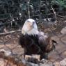 06 bald eagle2
