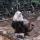 06 bald eagle2