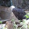 06 bald eagle