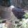 06 bald eagle