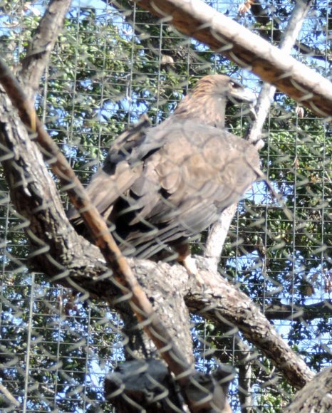 07 golden eagle