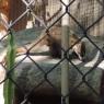11 coati2