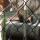 11 coati2