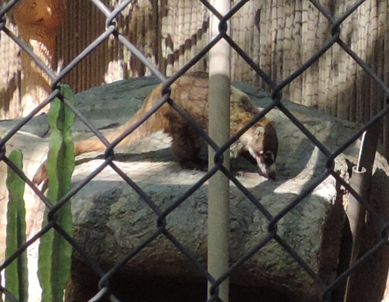 11 coati2