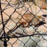 11 coati