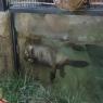 12 beaver