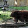 14 bear