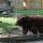 14 bear