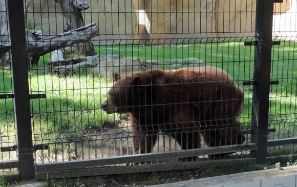 14 bear