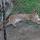 16 mountain lion