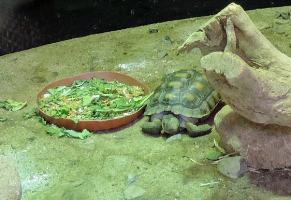 17 tortoise
