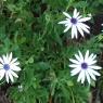 03 08 flowers