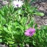 03 14 flowers