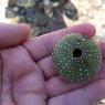 07 urchin skeleton (2)