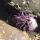 07 urchin2