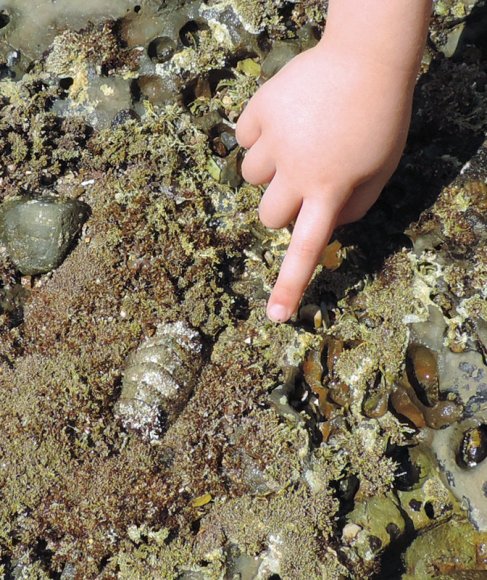 12 chiton (2)