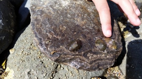 13 mussels2