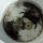 14 shore crab2