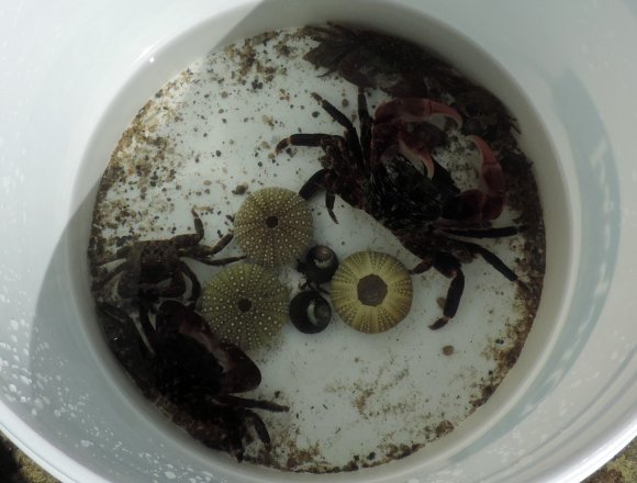 14 shore crab2