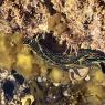 21 slug (2)