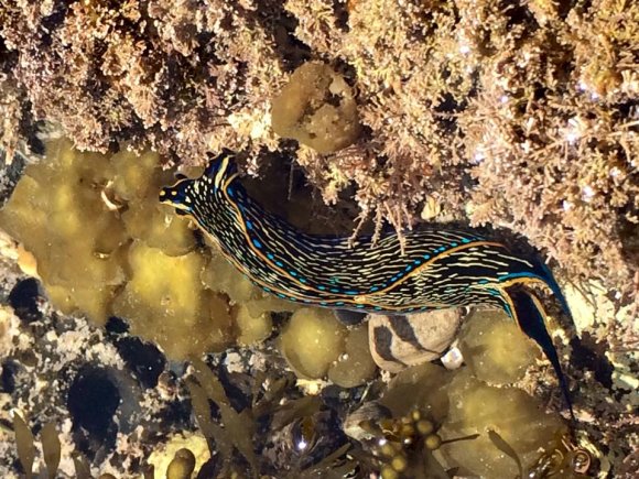 21 slug (2)