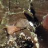 21 slug