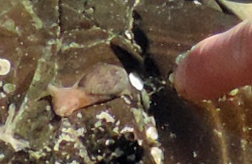21 slug