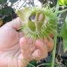 27 cucumber seeds