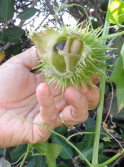 27 cucumber seeds