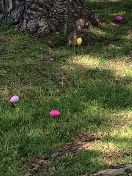 36 squirrel