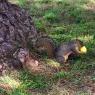 37 squirrel