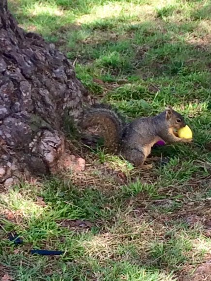 37 squirrel