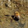 10 bee