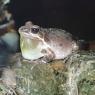 10 bullfrog