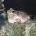 10 bullfrog