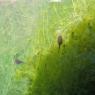 10 tadpole