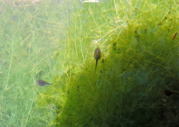 10 tadpole