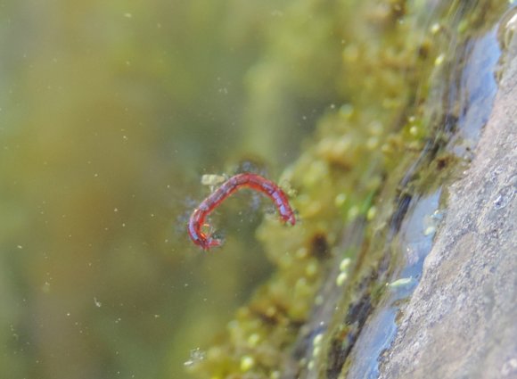 10 worm