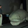 08 great white