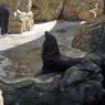 14 sealion
